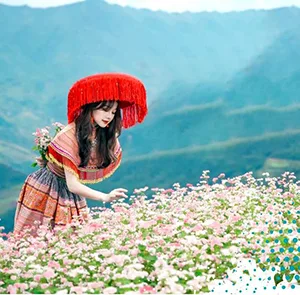 TOUR ĐÔNG BẮC 6N5Đ MÙA HOA DÃ QUỲ | HÀ NỘI - HẠ LONG - HÀ GIANG - ĐỒNG VĂN - LŨNG CÚ
