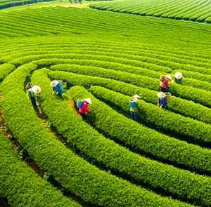 Du lịch Đông Bắc Hè - Hà Nội - Mộc Châu - Hà Giang - Lũng  Cú - Sông Nho Quế  từ Sài Gòn 2025