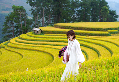 Du lịch Hà Nội - Mù Cang Chải mùa lúa chín vàng rực rỡ từ Sài Gòn 2025