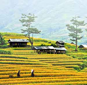 Du lịch Tây Bắc Mộc Châu - Điện Biên - Fansipan - Mù Cang Chải mùa vàng rực rỡ từ Sài Gòn 2025