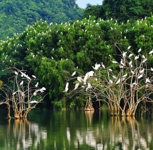 Tour Tại Điểm Ninh Bình 2N1Đ | Hoa Lư - Tam Cốc - Hang Múa - Bích Động Thung Nham
