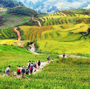 Tour Sapa 3N2Đ | Sapa - Bản Cát Cát - Best View - Cầu Kính - Cây Cô Đơn