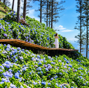 Tour Sapa 3N2Đ | Sapa - Bản Cát Cát - Bản Tả Phìn - Viết Chữ Nho Dao Đỏ - Tắm Lá Thuốc