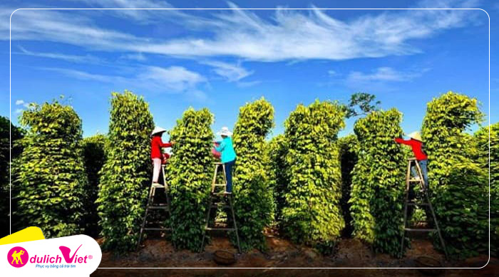 ho-tieu-san-vat-tren-dao-ngoc-phu-quoc-du-lich-viet