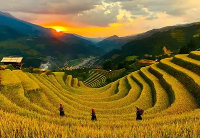 TOUR MIỀN BẮC MÙA ĐÔNG 3N2Đ | MÙ CANG CHẢI - TRẠM TẤU - CU VAI MÙA LÚA CHÍN