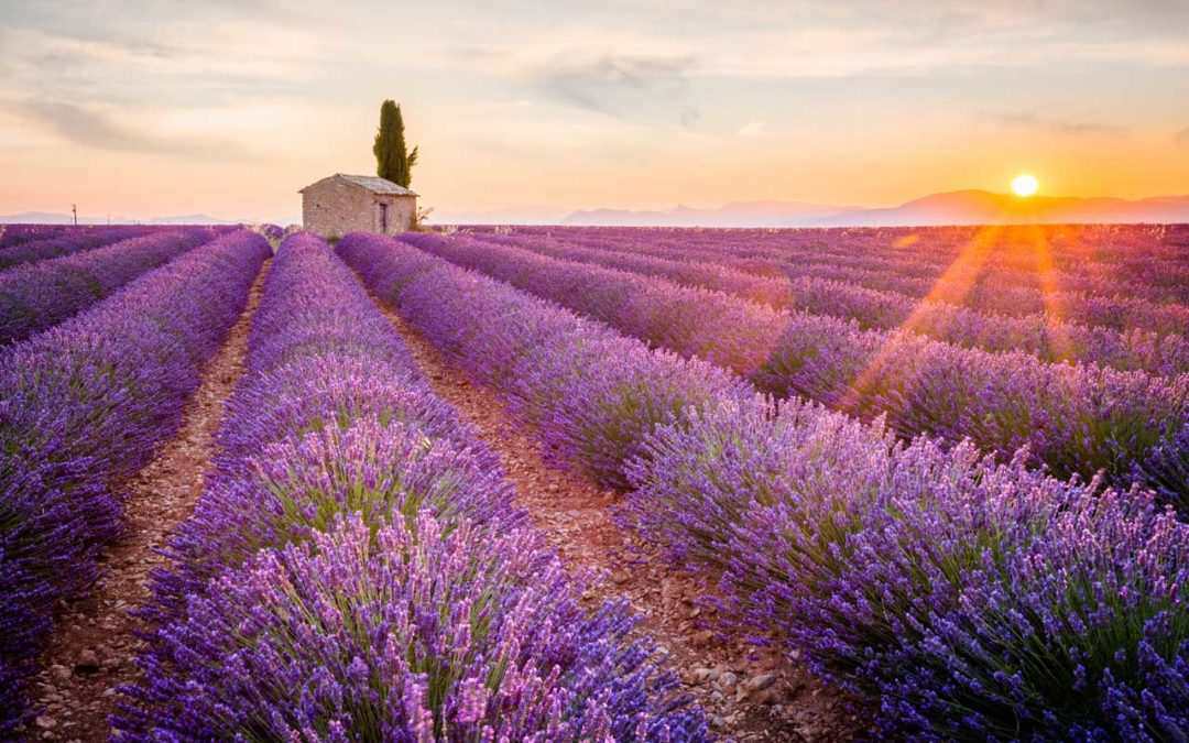 Du lịch Châu Âu - Provence Pháp thiên đường oải hương