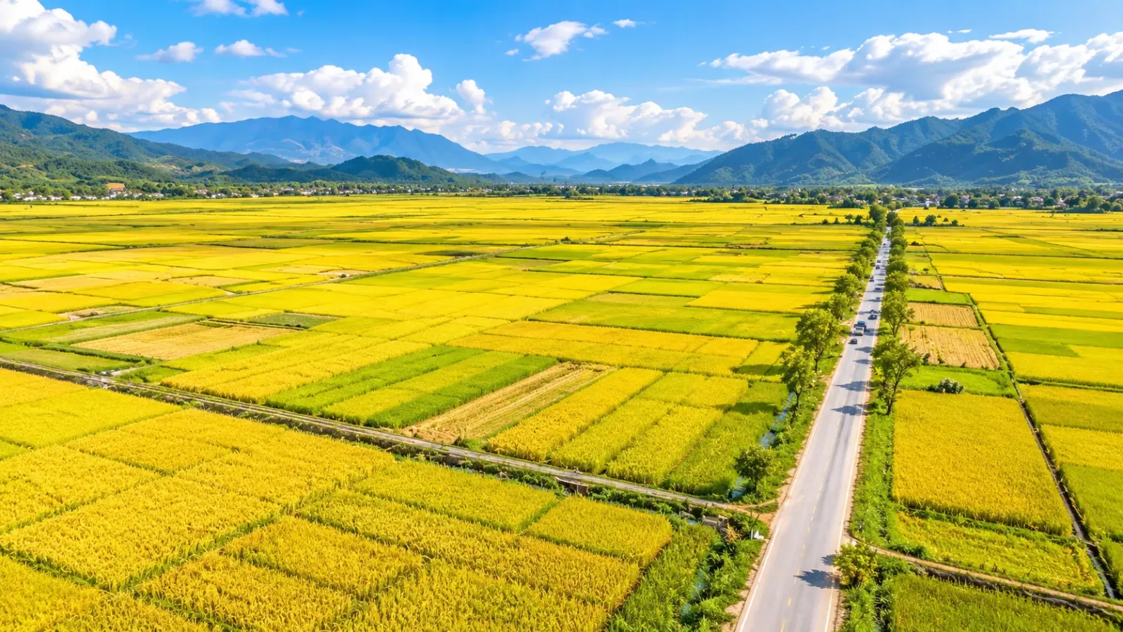 Cánh đồng Mường Thanh mùa lúa chín ở Điện Biên