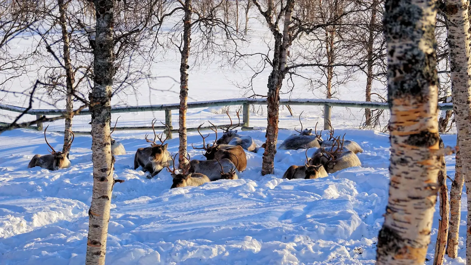 Động vật hoang dã Bắc Âu trong khu vực nuôi dưỡng tự nhiên tại công viên Polar Park ở Bardu, Na Uy