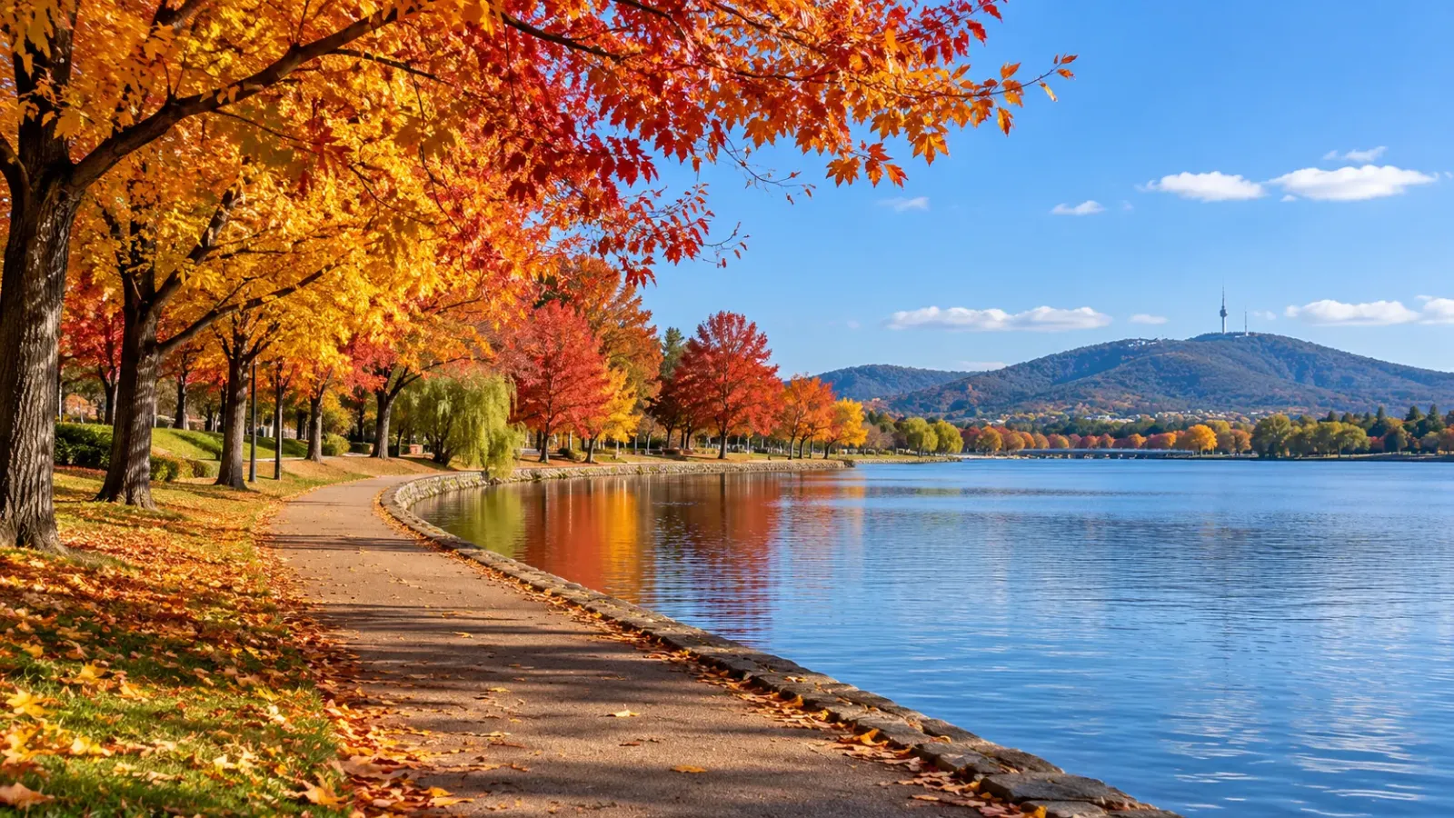 Hàng cây có lá vàng và đỏ mùa thu bên lối đi quanh hồ Burley Griffin tại Canberra, Úc.