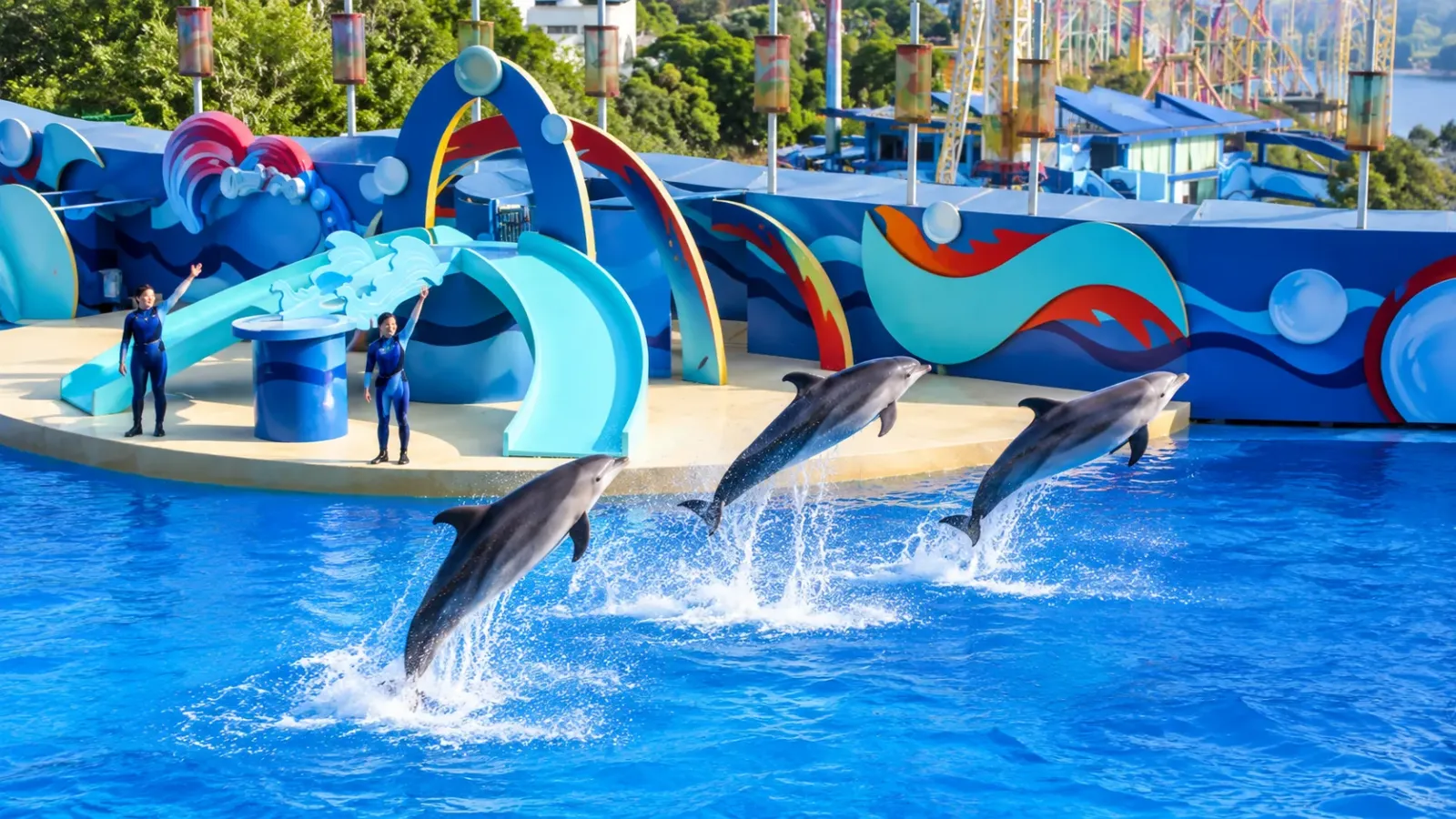 Hoạt động với cá heo tại khu Ocean Theatre trong hình ảnh Ocean Park Hồng Kông trước đây