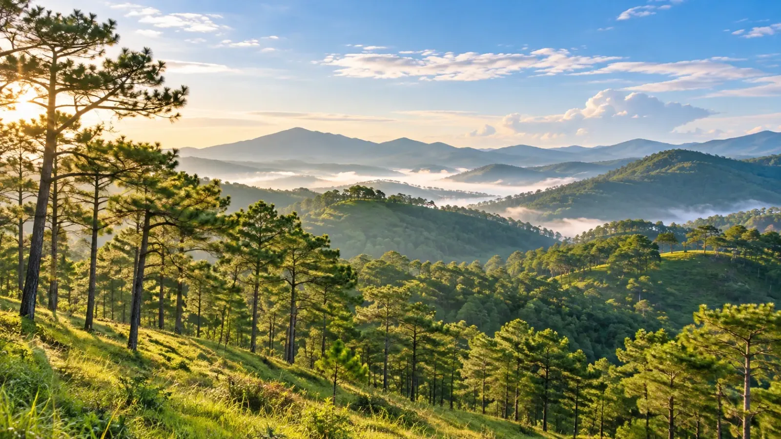 Khung cảnh đồi thông xanh tại Đà Lạt.