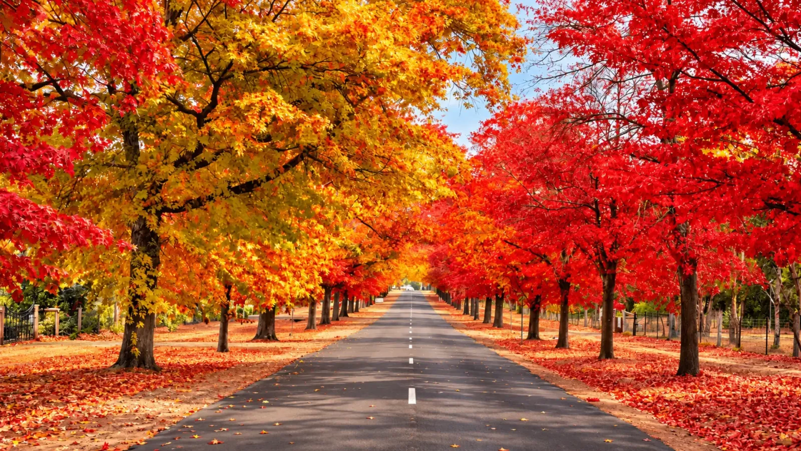 Lá Fagus chuyển màu vàng cam đỏ trong cảnh quan núi rừng Tasmania vào mùa thu