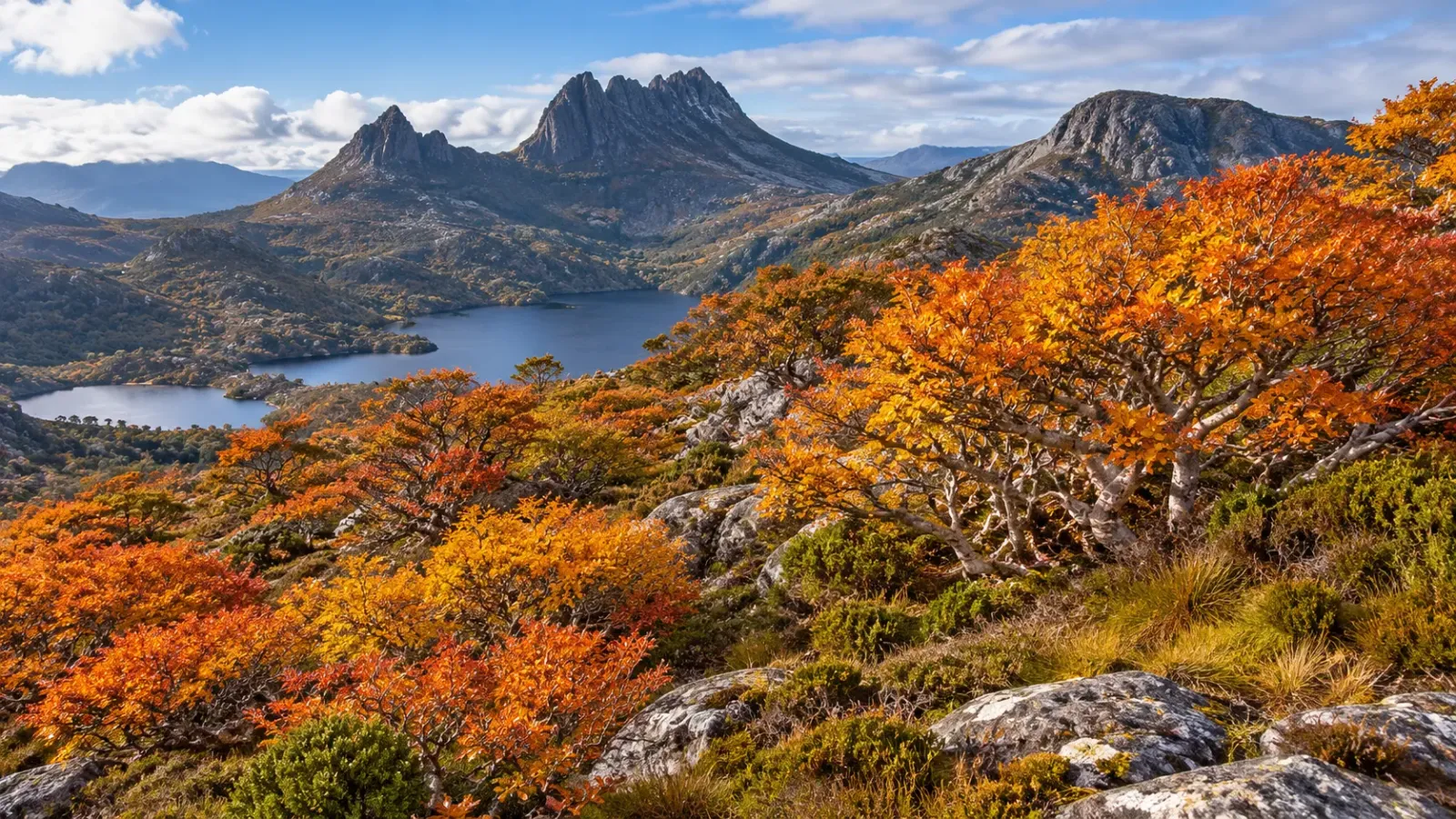 Những bụi cây fagus chuyển lá vàng cam đỏ trên sườn núi tại khu vực Cradle Mountain ở Tasmania, Úc.