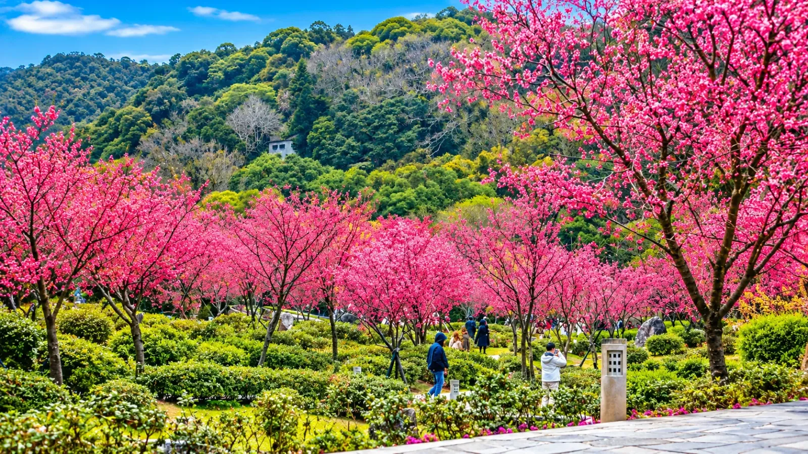 Những cây hoa anh đào nở trong khu vực Yangmingshan tại Đài Bắc