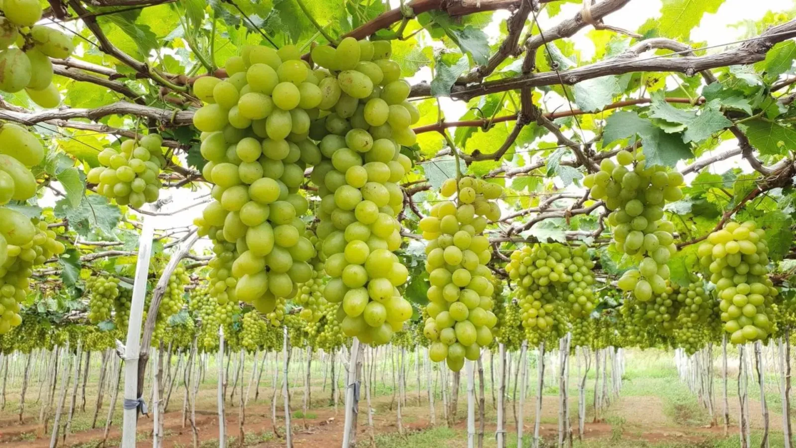 Những chùm nho tươi tại vườn trồng nho ở khu vực Ninh Thuận
