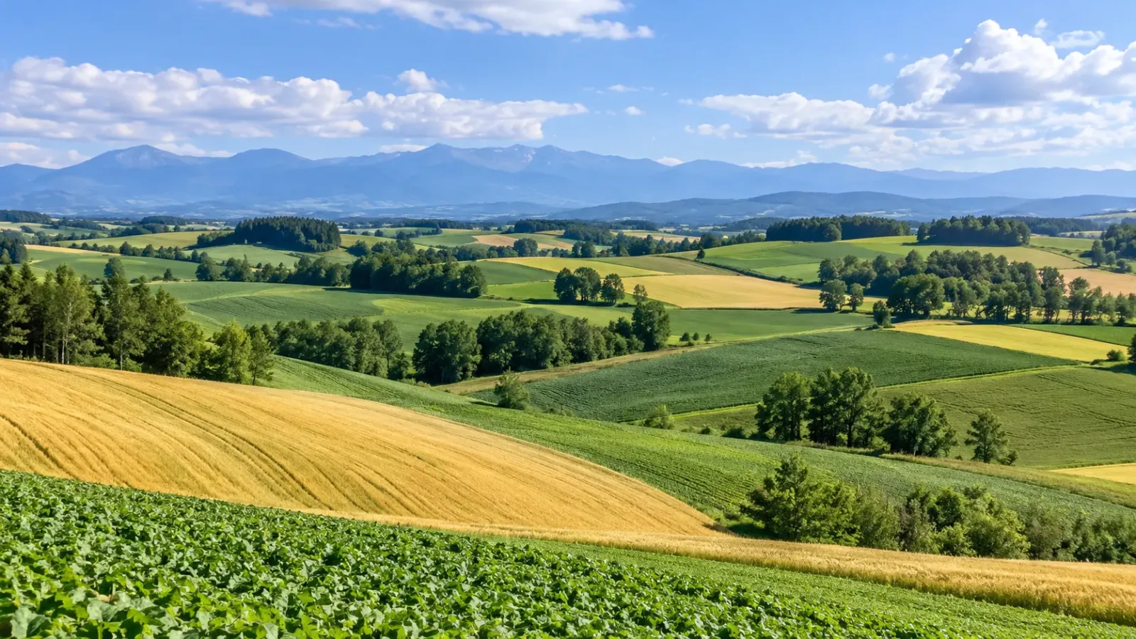 Những ngọn đồi nông nghiệp uốn lượn và các cánh đồng xanh tại thị trấn Biei ở Hokkaido.