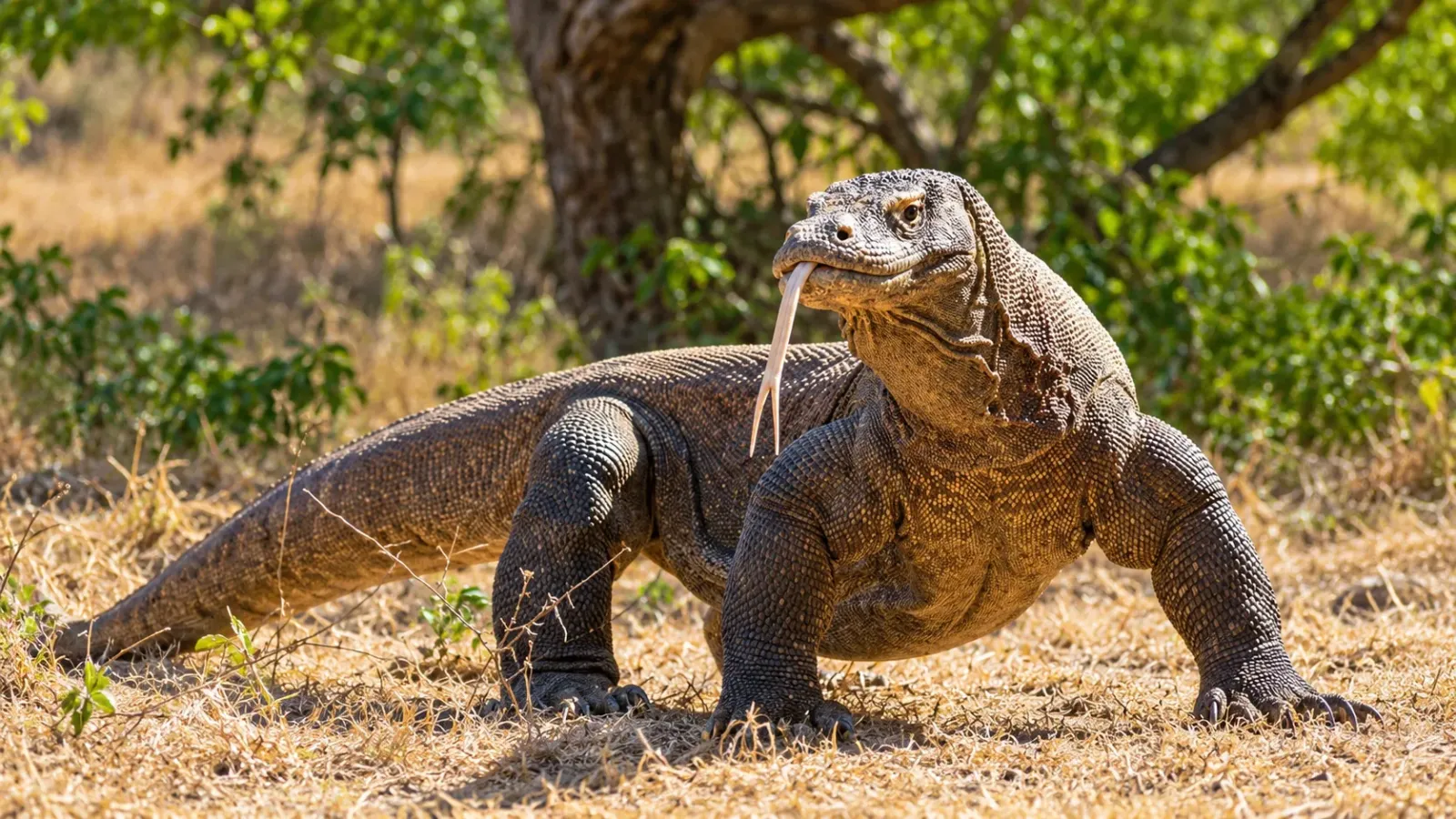 Rồng Komodo di chuyển trong môi trường tự nhiên tại Vườn quốc gia Komodo Indonesia