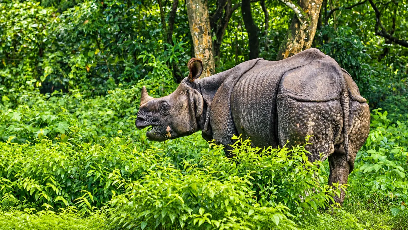 Tê giác một sừng trong môi trường thiên nhiên tại Vườn quốc gia Chitwan ở Nepal