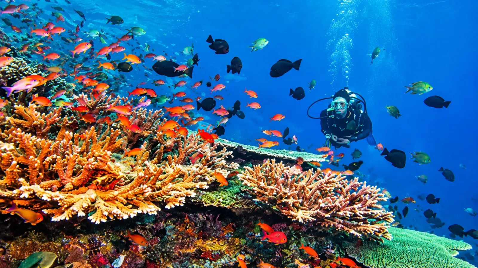 Thợ lặn quan sát rạn san hô và cá biển tại Vườn quốc gia Bunaken Bắc Sulawesi