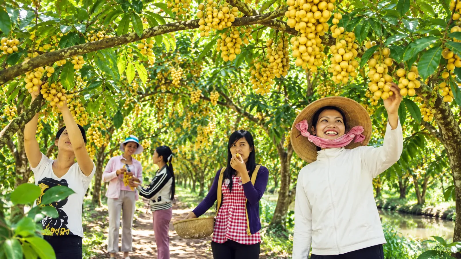 Vườn cây ăn trái tại khu vực Cái Bè Đồng Tháp với lối đi giữa những hàng cây