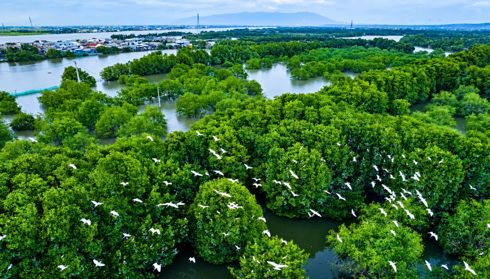 dam-thi-nai-binh-dinh-voi-rung-ngap-man-xanh-muot-va-dan-chim