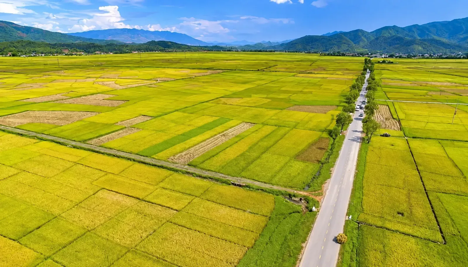 canh-dong-muong-thanh-rong-lon-giua-nui-rung-dien-bien