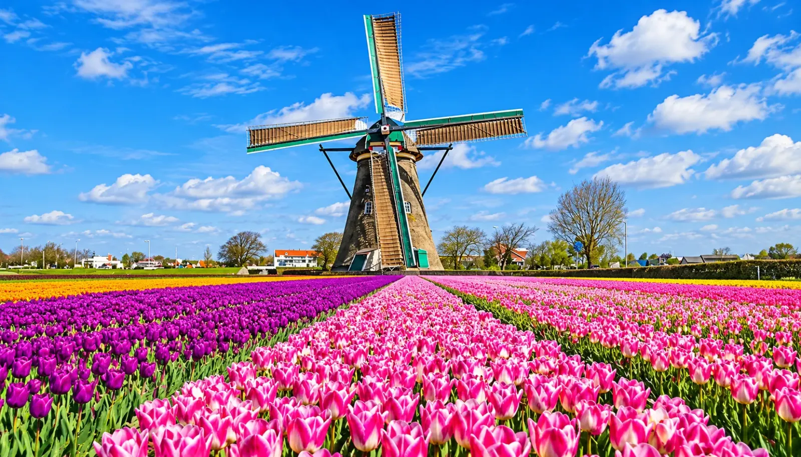 vuon-hoa-keukenhof-thien-duong-tulip-ruc-ro-sac-mau
