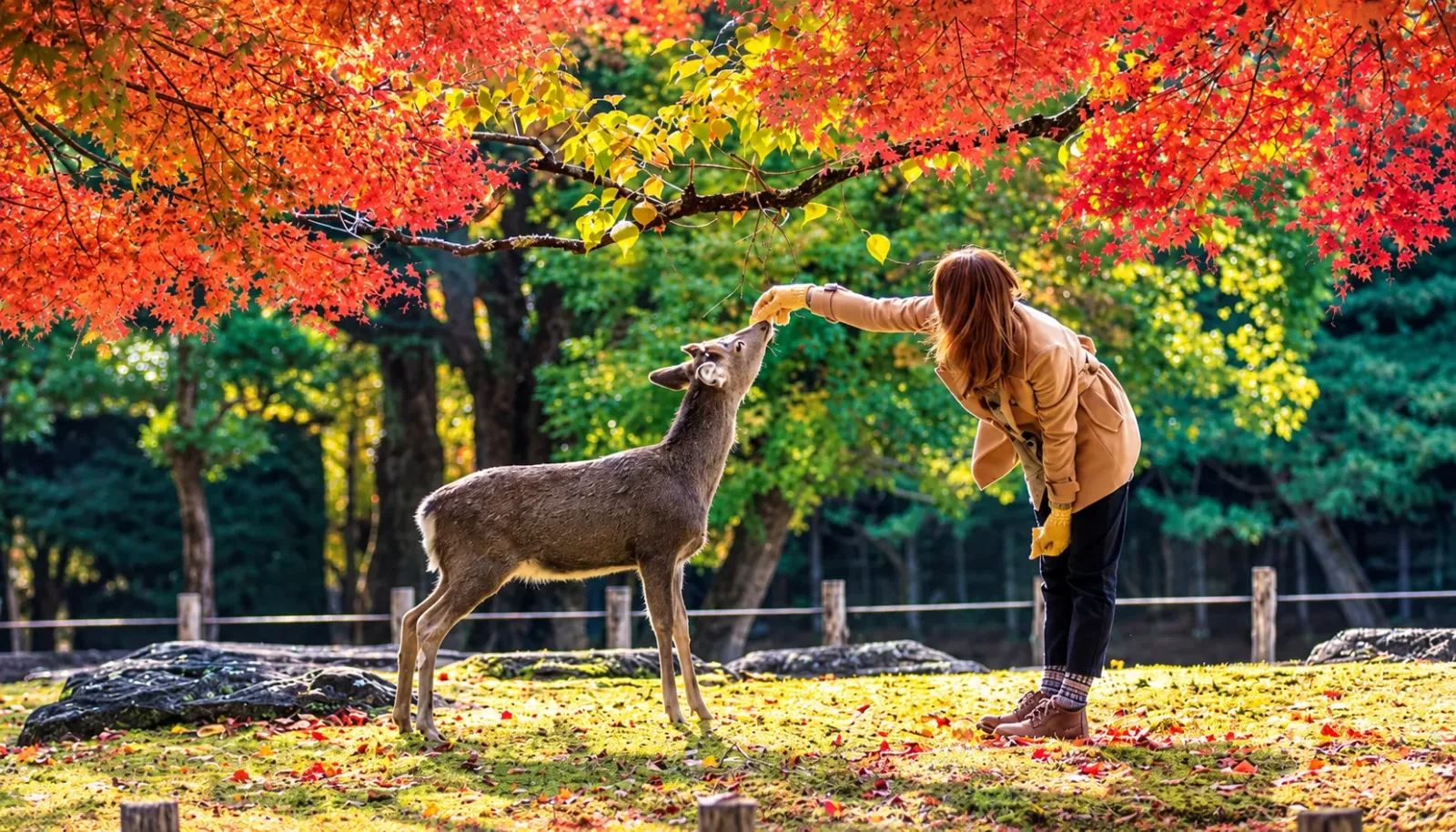 nara-thanh-pho-co-yen-binh-voi-nhung-chu-huou-than-thien