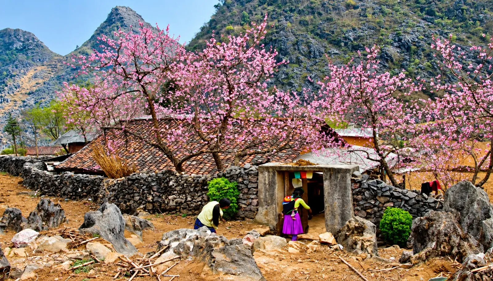 canh-sac-tay-bac-vao-mua-dep-hoa-anh-dao-no-ro
