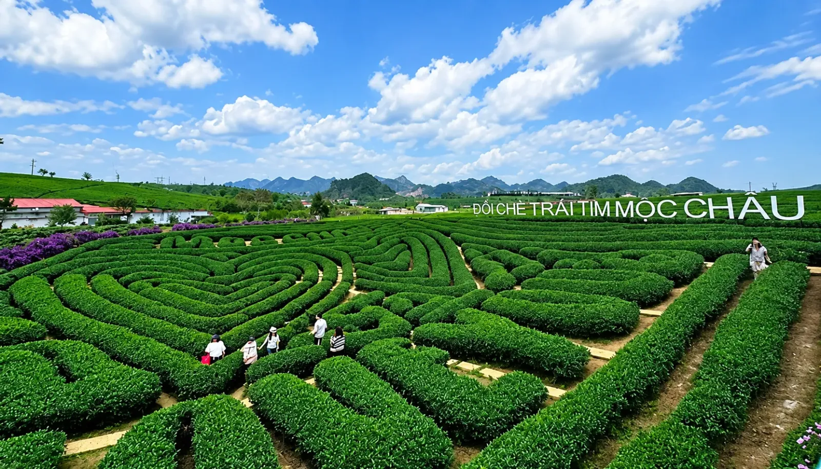 doi-che-trai-tim-tai-moc-chau-diem-den-noi-tieng-cua-tay-bac