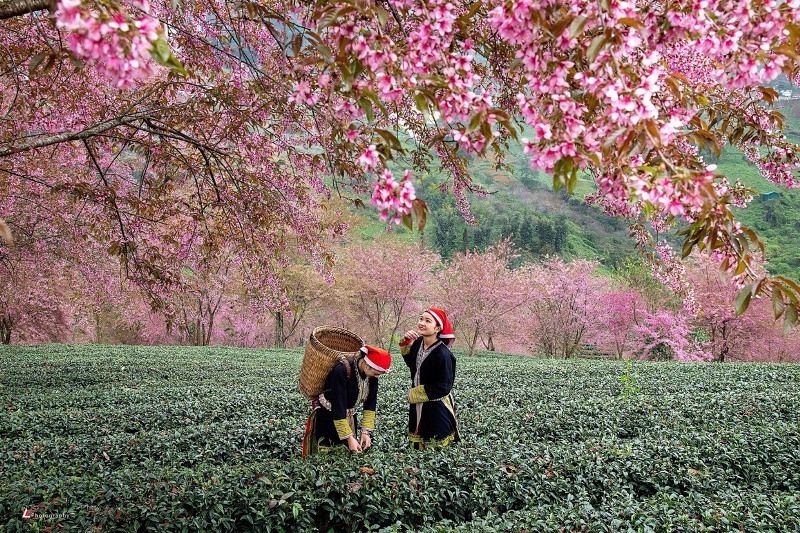 Hoa anh đào sapa