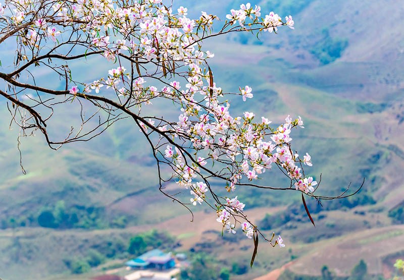 Hoa ban Tây Bắc