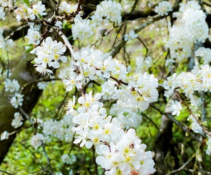 Hoa Mận Trắng