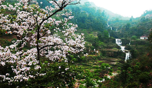 Mùa hoa ban trắng Tây Bắc