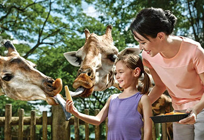 Free and Easy - Vé tham quan Singapore Zoo giá tốt