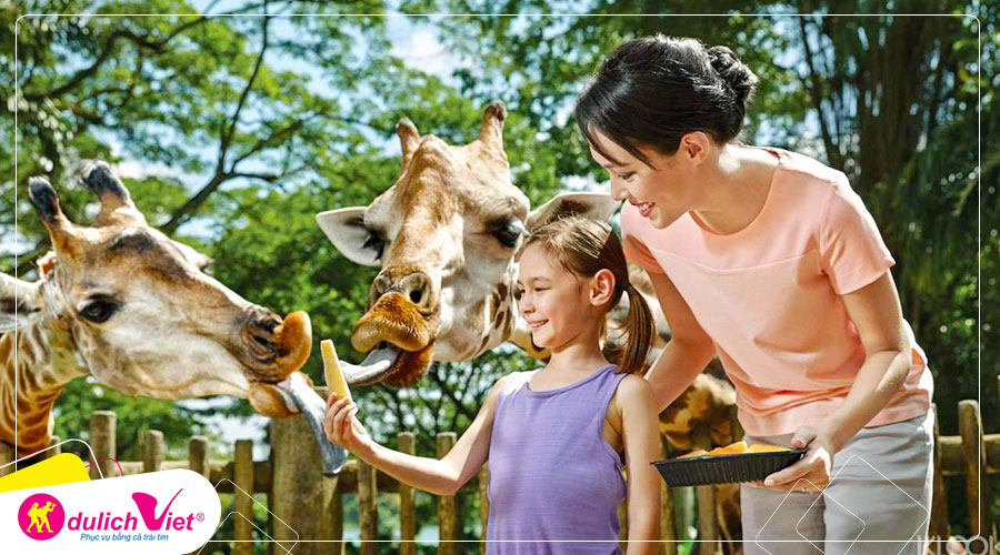 Free and Easy - Combo Night Safari + Singapore Zoo