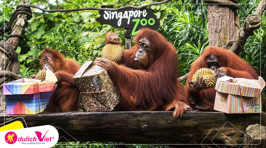 Free and Easy - Vé tham quan Singapore Zoo giá tốt