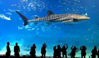 Vé tham quan Sea Life Bangkok Ocean World