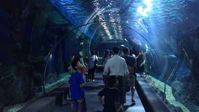 Vé tham quan Sea Life Bangkok Ocean World