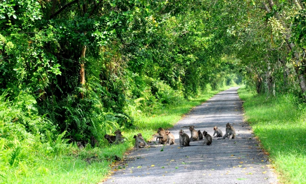  Rừng Quốc gia U Minh Thượng - Tour du lịch Kiên Giang