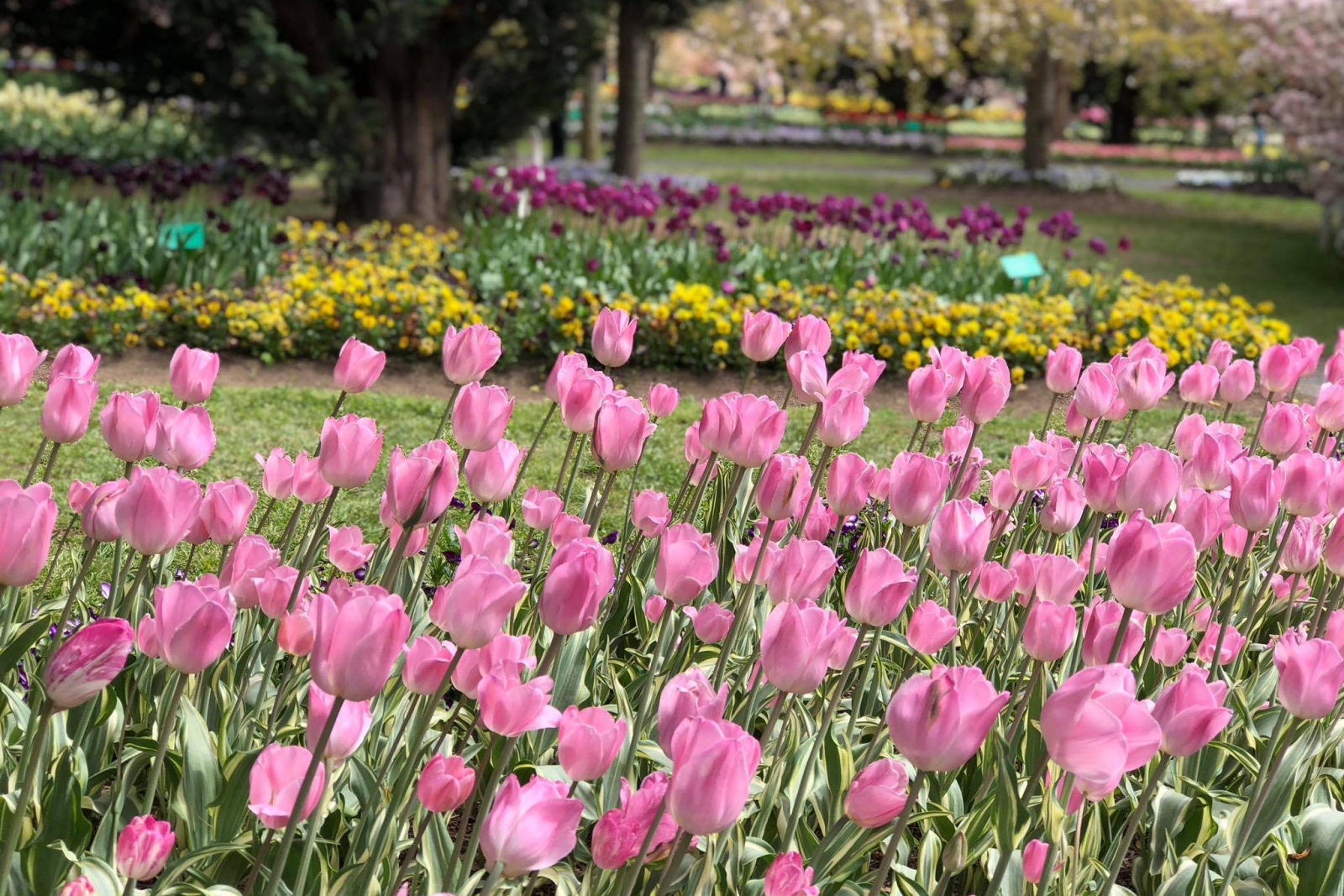 Du lịch Úc mùa hoa tulip