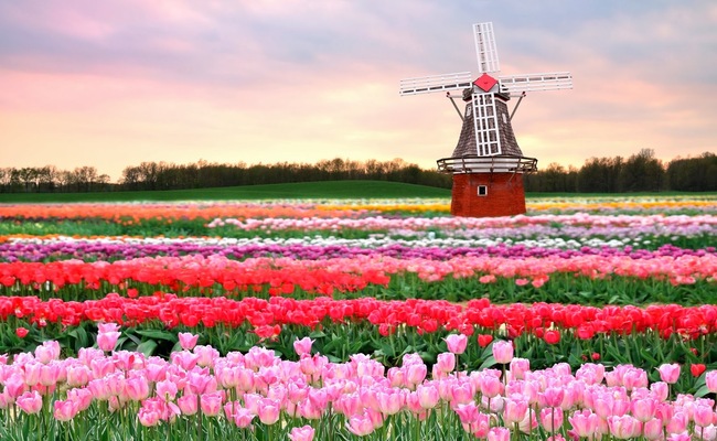 Vườn hoa Keukenhof