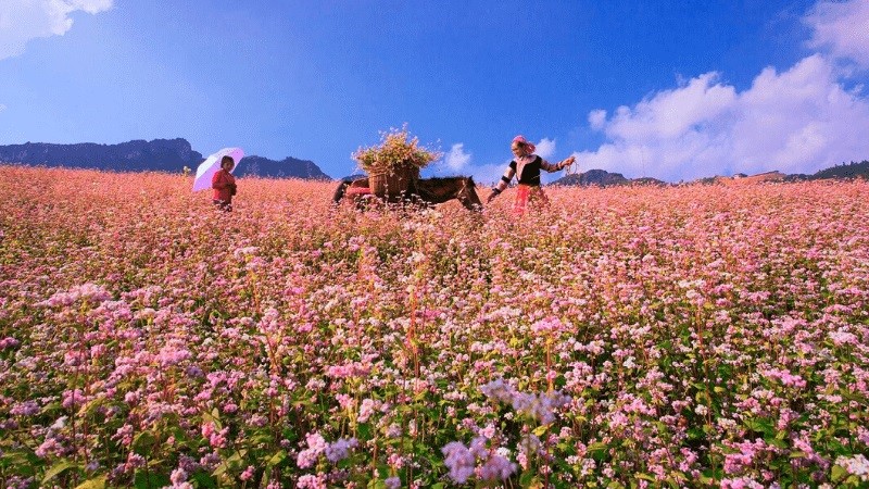 Cháo Ấu Tẩu – Hương Vị Độc Đáo, Món Ăn Chứa Đựng Bao Nỗi Niềm