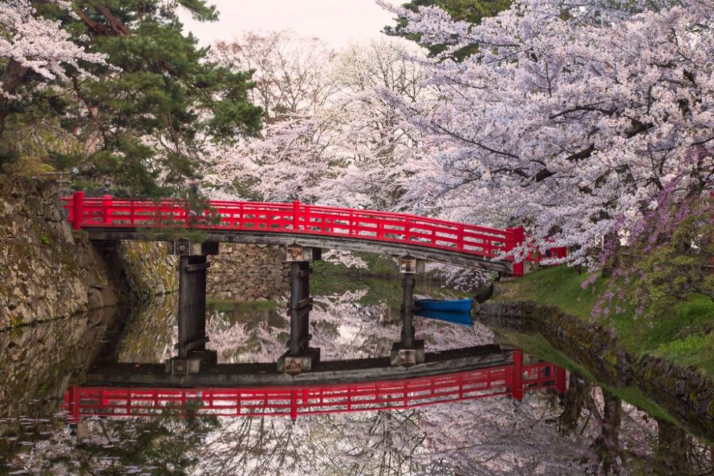 Công viên Hirosaki Aomori mùa hoa anh đào