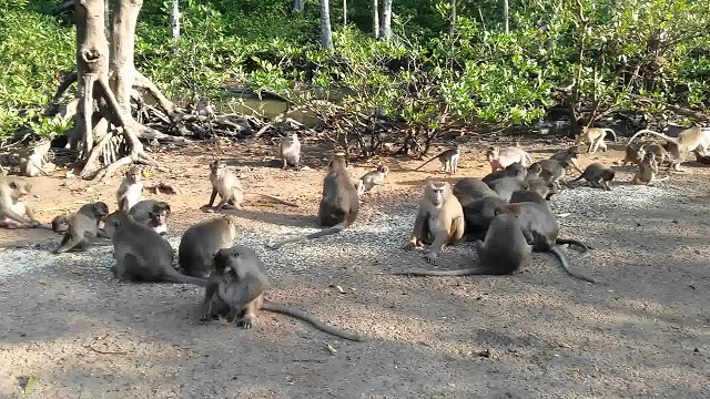 Nét đẹp bình yên trên bãi biển Cần Giờ để bạn tạm lánh đô thị