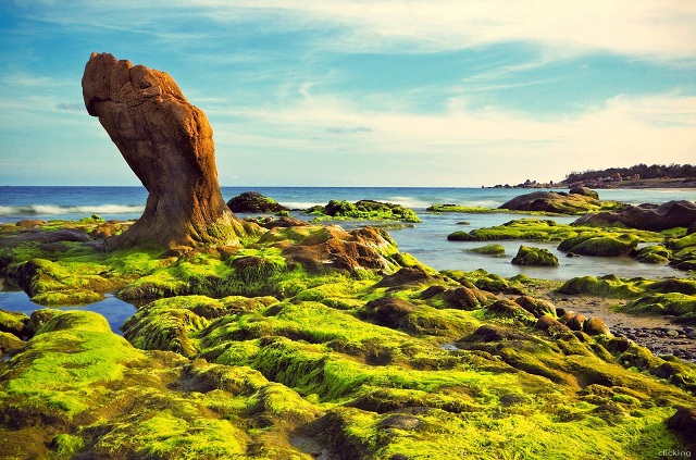 Bãi biển Cổ Thạch, nơi bạn thả mình vào thiên nhiên tuyệt đẹp