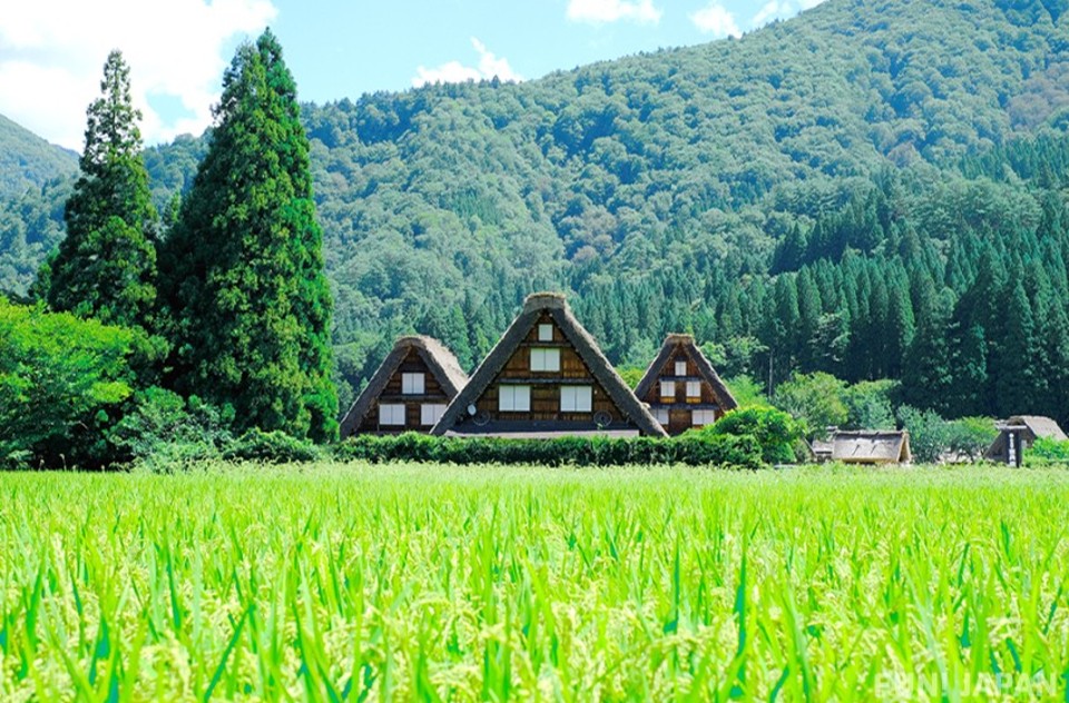 Khung cảnh làng Shirakawago vào mùa hè với cánh đồng lúa xanh mướt