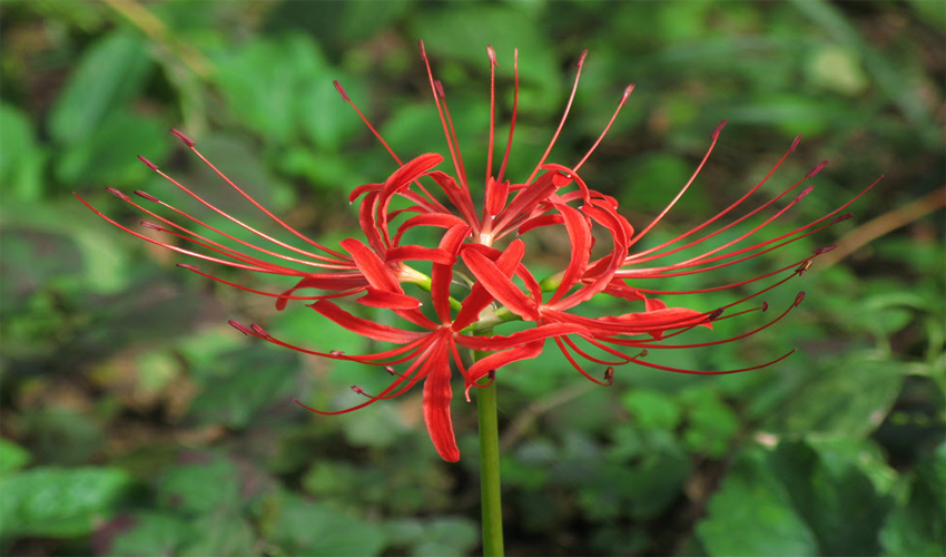 Vẻ đẹp loài hoa bỉ ngạn Nhật Bản