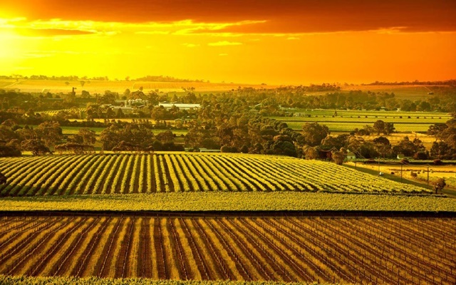 Khám phá thung lũng Barossa - thiên đường rượu vang nước Úc