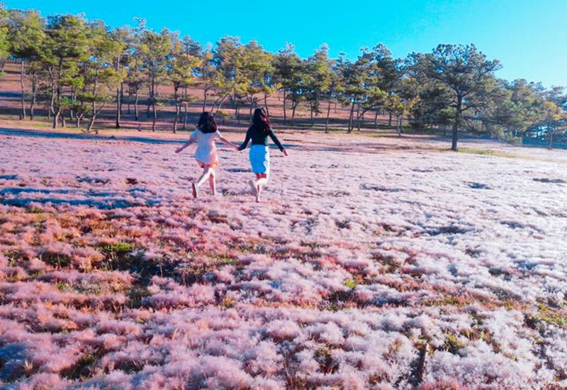 Những địa điểm du lịch Đà Lạt ngắm đồi hoa cỏ hồng gây sốt Co-hong-da-lat